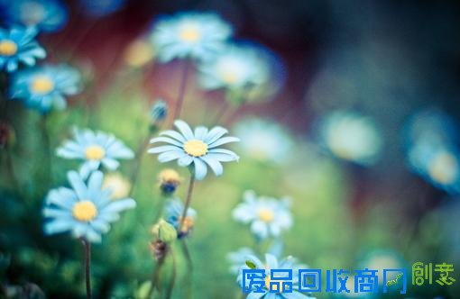 小清新森系伤感意境清新淡雅美图