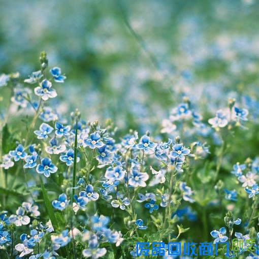 小清新森系伤感意境清新淡雅美图