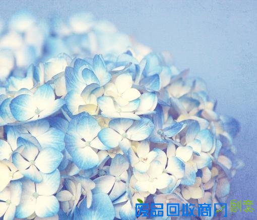 小清新森系伤感意境清新淡雅美图