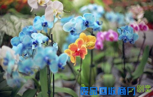 小清新森系伤感意境清新淡雅美图