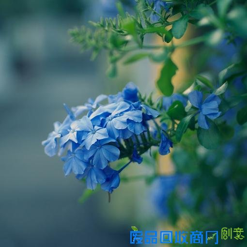 小清新森系伤感意境清新淡雅美图