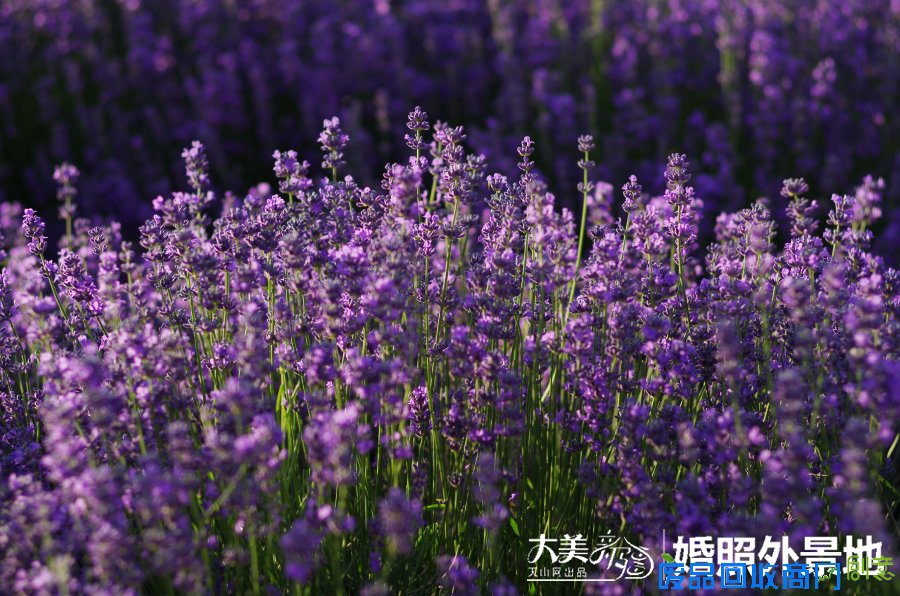 大美新疆:盘点新疆最美婚纱照拍摄外景点