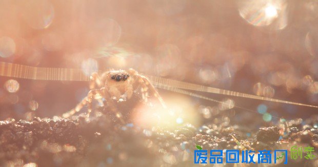 昆虫也能小清新 微距摄影的唯美世界