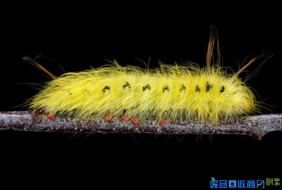 美国摄影师拍奇怪毛毛虫：既可爱又恐怖