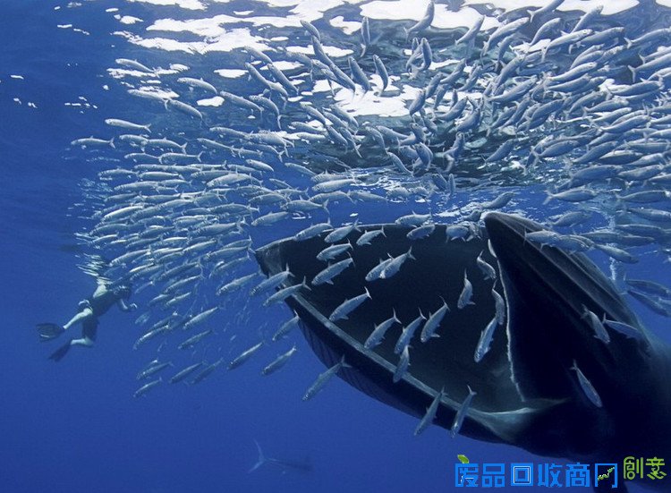 摄影师实拍沙丁鱼群被捕食壮观景象 多张现场美图