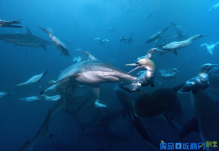 摄影师实拍沙丁鱼群被捕食壮观景象 多张现场美图