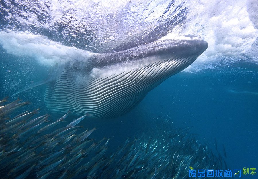 摄影师实拍沙丁鱼群被捕食壮观景象 多张现场美图