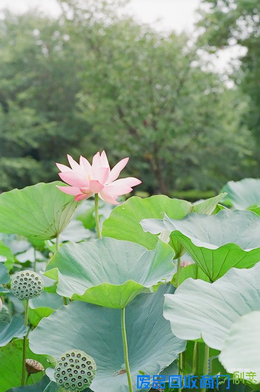 清塘荷韵 唯美小清新摄影美图