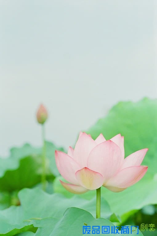 清塘荷韵 唯美小清新摄影美图