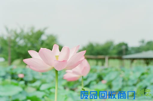 清塘荷韵 唯美小清新摄影美图