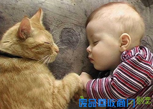 萌宠可爱图片,可爱的小猫小狗图片