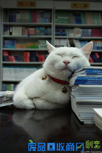 萌宠可爱图片,可爱的小猫小狗图片