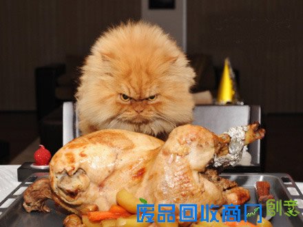 萌宠可爱图片,可爱的小猫小狗图片