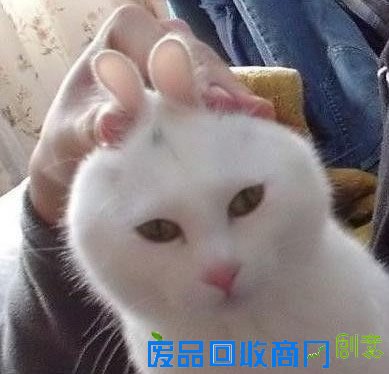 萌宠可爱图片,可爱的小猫小狗图片