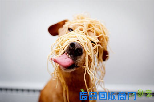 萌宠可爱图片,可爱的小猫小狗图片