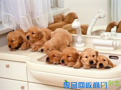 萌宠可爱图片,可爱的小猫小狗图片