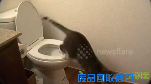 可爱！小猫咪上马桶自行如厕走红网络（组图）