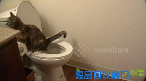 可爱！小猫咪上马桶自行如厕走红网络（组图）