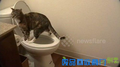 可爱！小猫咪上马桶自行如厕走红网络（组图）