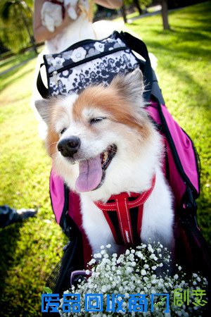 和狗狗一起拍婚纱照?主人:它得了癌症,时日无多