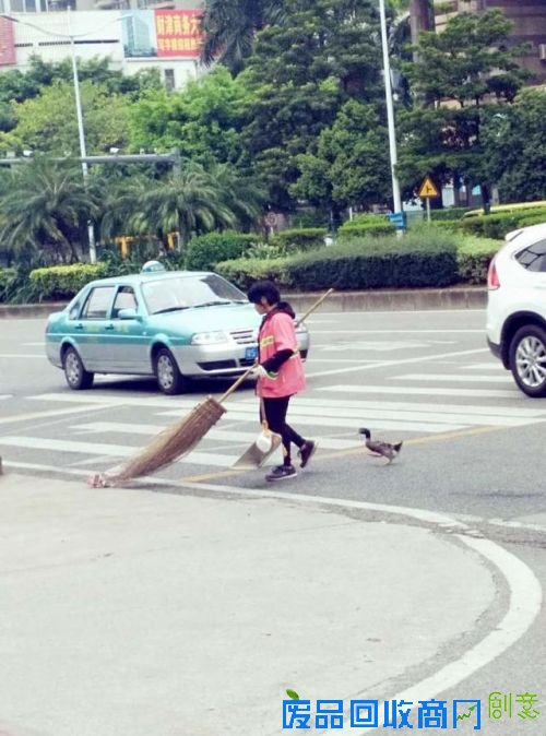 萌鸭 天天陪主人扫大街