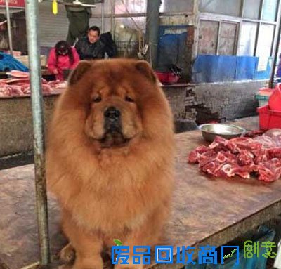 搞笑图片看肉的阿汪很忧伤 一直不懂这货怎么穿衣服