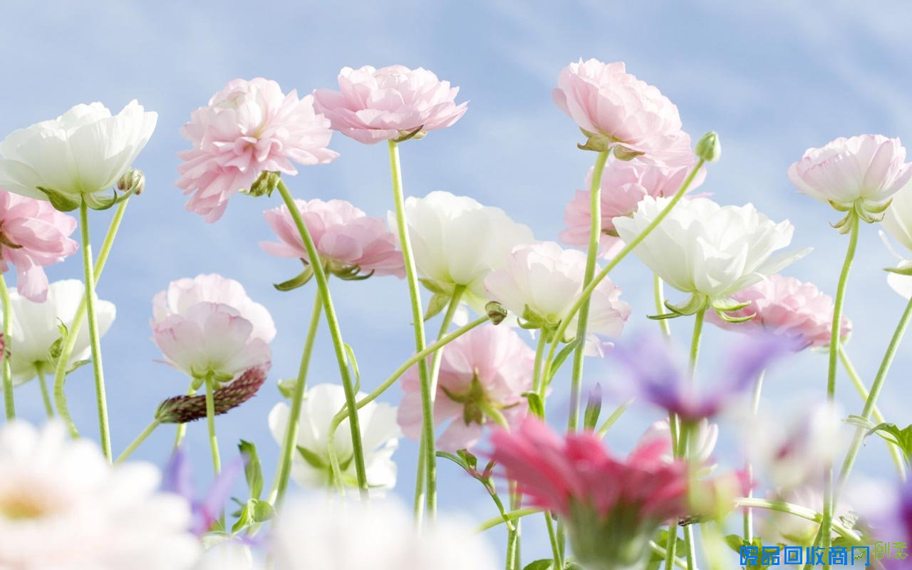 【图】淡雅_九龙之上临天下的收集