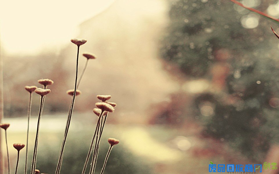 唯美优雅的自然景观桌面壁纸