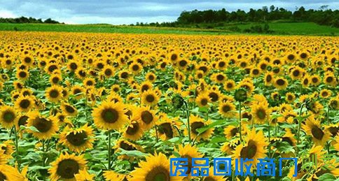 广州去哪儿拍浪漫婚纱照 10大唯美外景地推荐(组图)