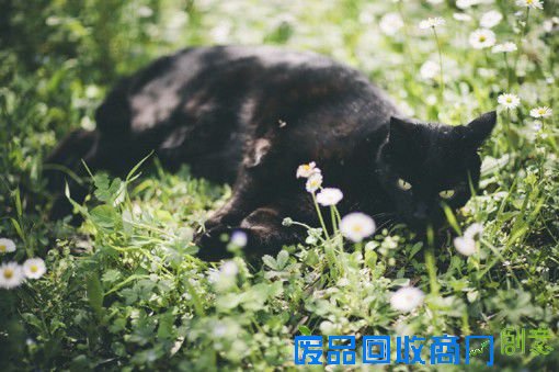 摄影师Elena Morelli的黑猫摄影图片