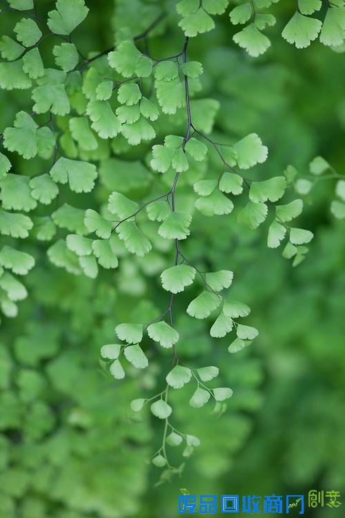 唯美意境清透绿意风景伤感图片