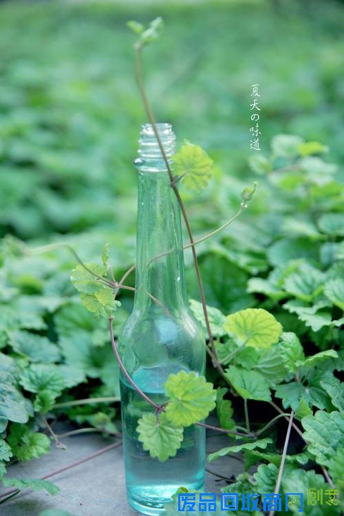 唯美意境清透绿意风景伤感图片