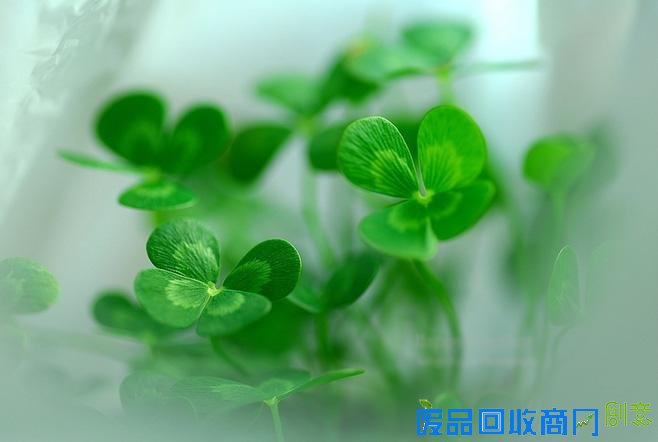 唯美意境清透绿意风景伤感图片