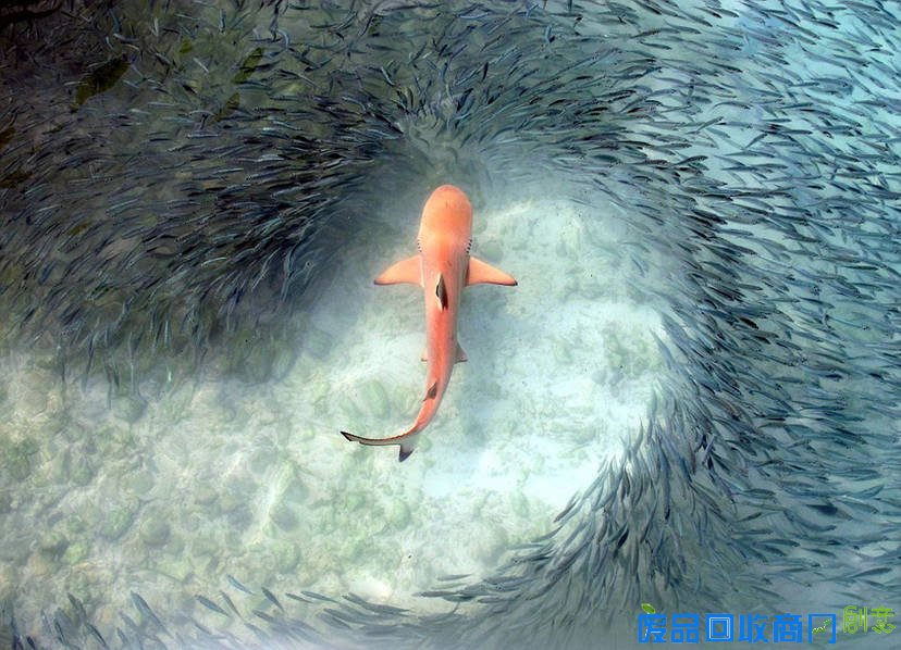 英国皇家学会摄影大赛获奖作品