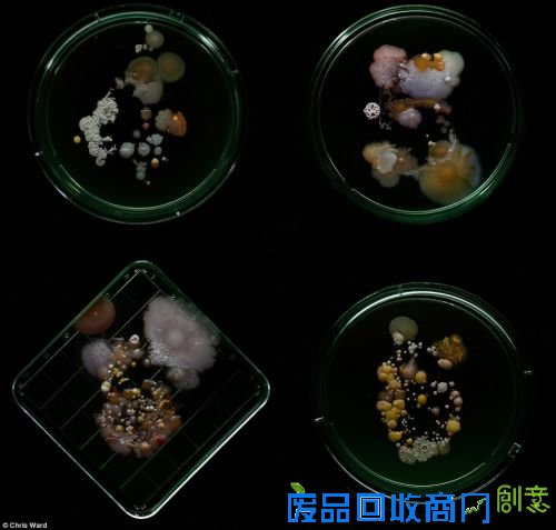 纽约地铁看不见的细菌：科学与艺术的结合