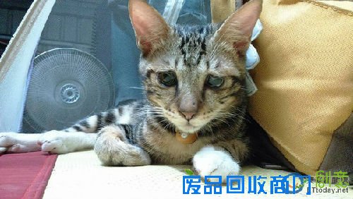 台湾现 阿肥很喜欢对主人撒娇。(图片来源:台湾ETtoday东森新闻云网站)