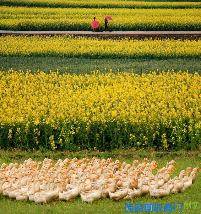 “原来西区这么美!”最美西区摄影比赛火热投稿中