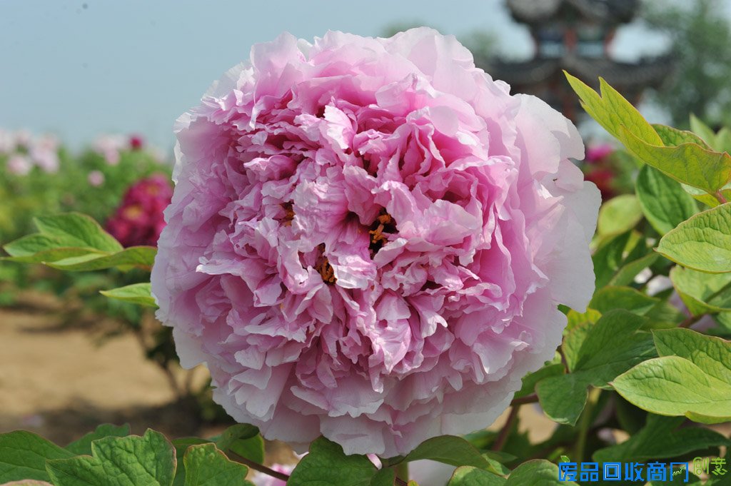 菏泽牡丹 - 作品交流 菏泽施华洛婚纱摄影|菏泽成长日记摄影素材|山东菏泽牡丹艺术插花摄影(原创)