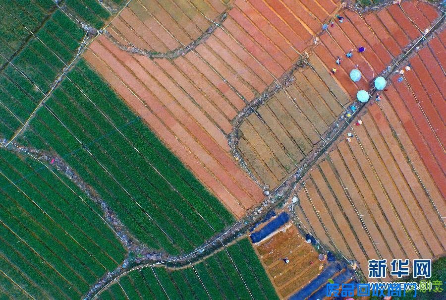 摄影师拍广西迷人田园秋色