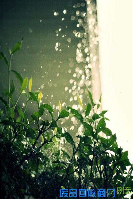 鲜花朵朵细雨蒙蒙清新森系的唯美摄影