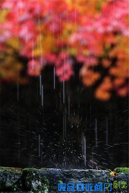 鲜花朵朵细雨蒙蒙清新森系的唯美摄影