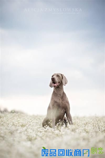 旺星人也能如此小清新 超唯美宠物摄影