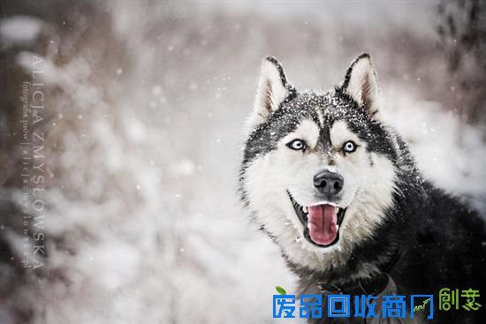 旺星人也能如此小清新 超唯美宠物摄影