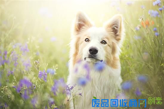 旺星人也能如此小清新 超唯美宠物摄影