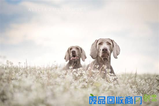 旺星人也能如此小清新 超唯美宠物摄影