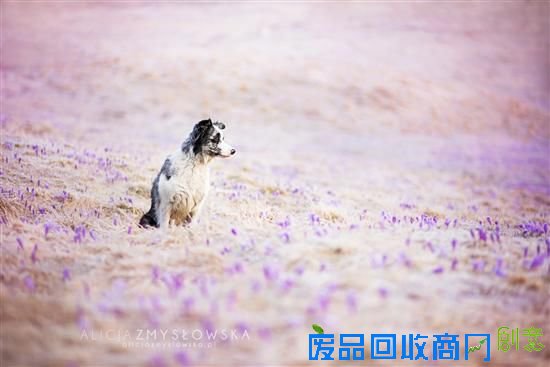 旺星人也能如此小清新 超唯美宠物摄影