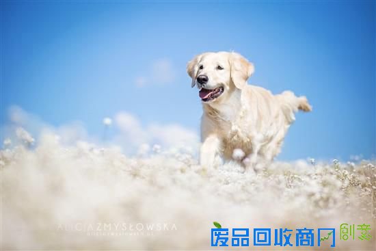 旺星人也能如此小清新 超唯美宠物摄影