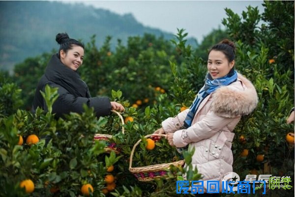 游客们也忙得不亦乐乎,一边忙着采摘脐橙,一边迫不及待的品尝着刚刚从树上采摘下来的新鲜脐橙。 游客们也忙得不亦乐乎,一边忙着采摘脐橙,一边迫不及待的品尝着刚刚从树上采摘下来的新鲜脐橙。