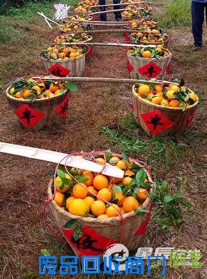 新宁县被誉为中国脐橙发源地,也是全国四大脐橙出口基地之一。该县有近60年的脐橙栽培历史,经过几十年的发展,全县已有脐橙面积30万亩,年产量近20万吨,年产值超过3亿元。 新宁县被誉为中国脐橙发源地,也是全国四大脐橙出口基地之一。该县有近60年的脐橙栽培历史,经过几十年的发展,全县已有脐橙面积30万亩,年产量近20万吨,年产值超过3亿元。