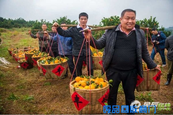 今年,湖南新宁县30万亩优质脐橙再获丰收,预计总产量达20万吨。 今年,湖南新宁县30万亩优质脐橙再获丰收,预计总产量达20万吨。